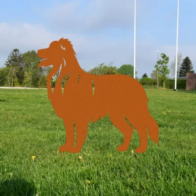 Australsk Hyrdehund | Onlinesmeden
